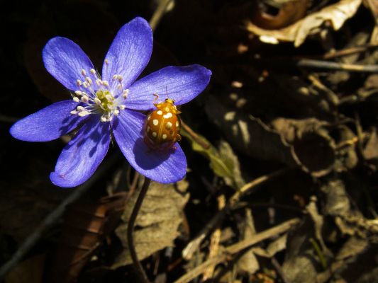 Das Leberblümchen (Hepatica) und der bunte Besuch