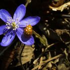 Das Leberblümchen (Hepatica) und der bunte Besuch