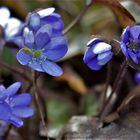 Das Leberblümchen wollte gar nicht aufhören zu blühen...