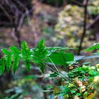 Das Letze Grün im Wald....