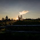 Das letzte abendliche Streiflicht über den Grinden