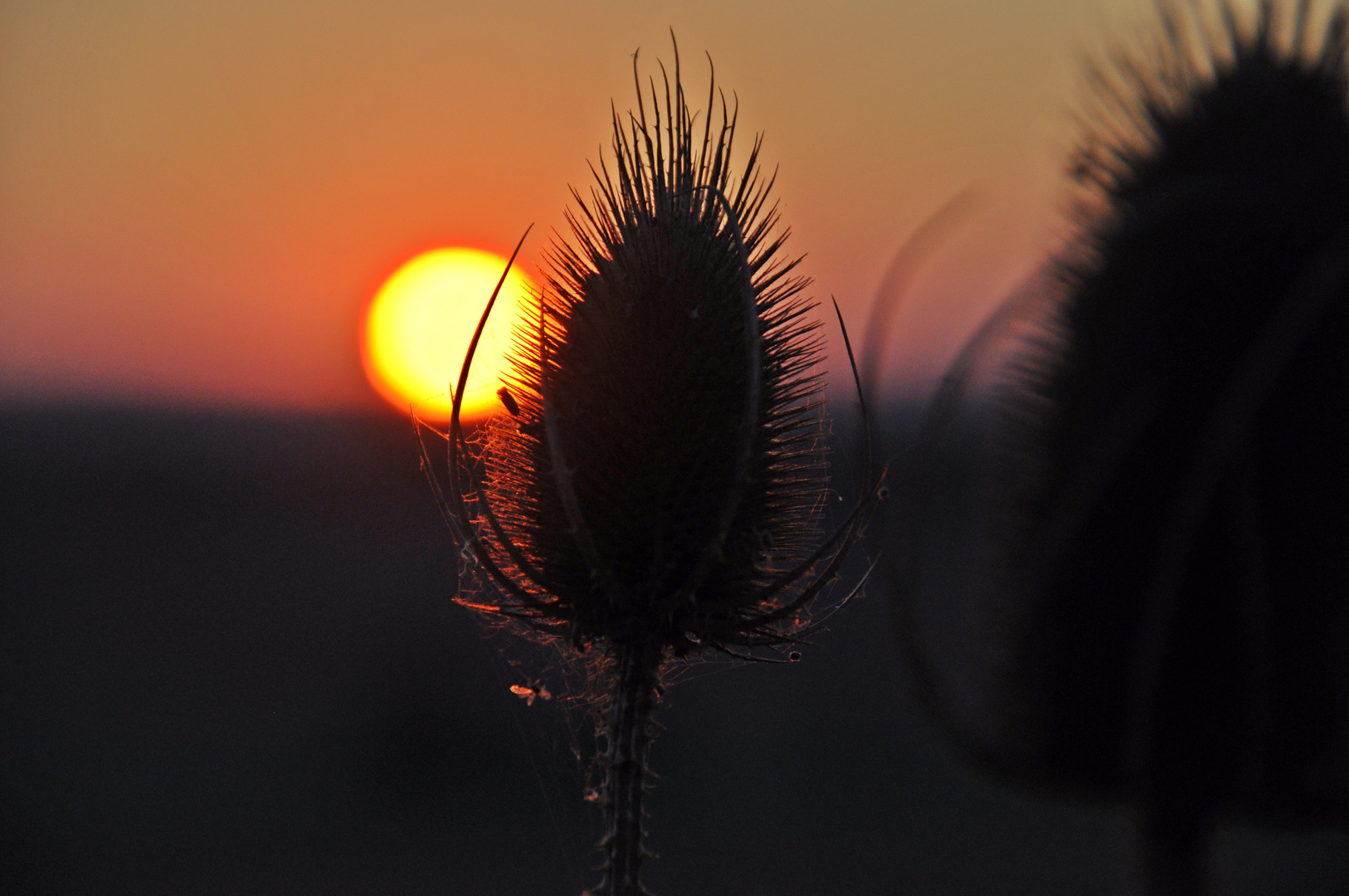 ... das letzte Abendlicht...