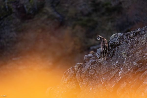 ——— das letzte Abendlicht ———