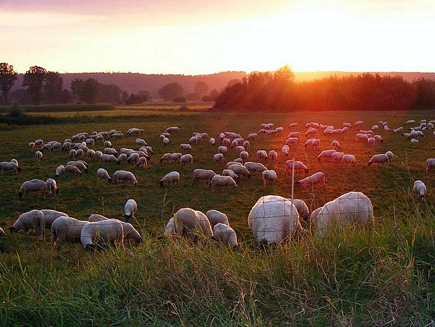 Das letzte Abendmahl