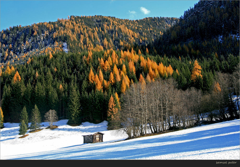 das letzte Bild der Lärchenserie vom Gschnitztal