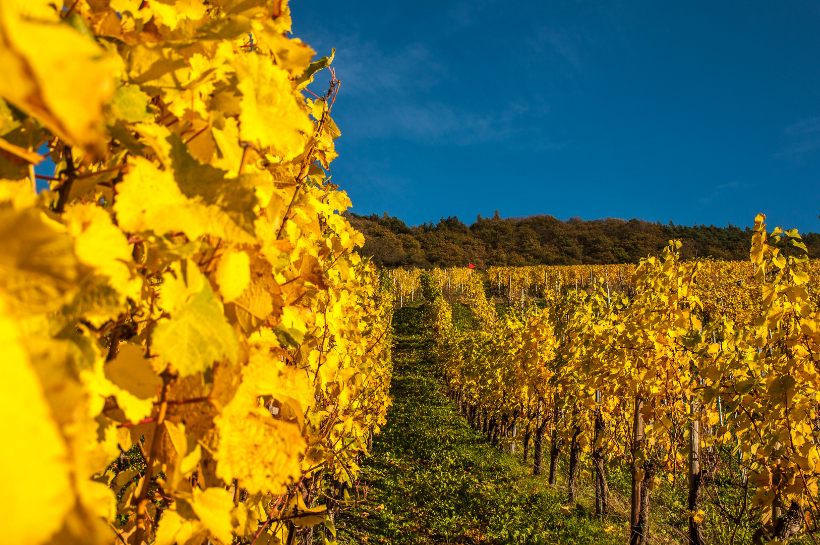 Das letzte Bild vom goldenen Oktober !