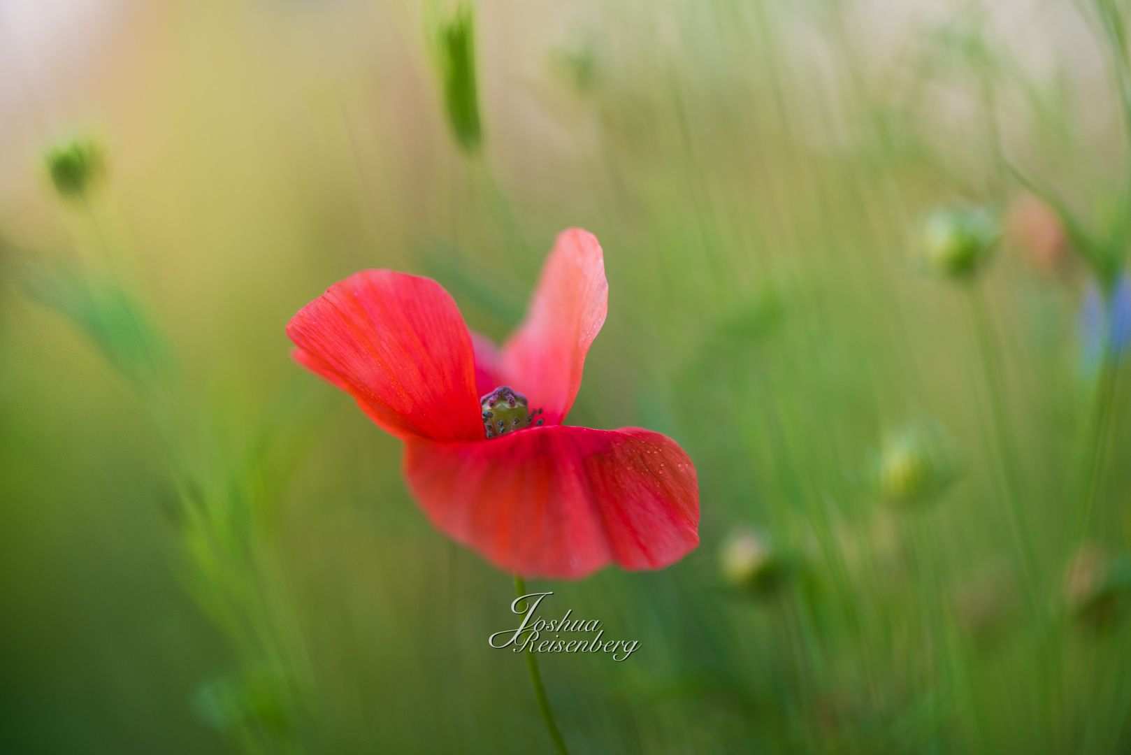 Das letzte bisschen Mohn...