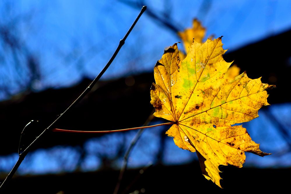 Das letzte Blatt