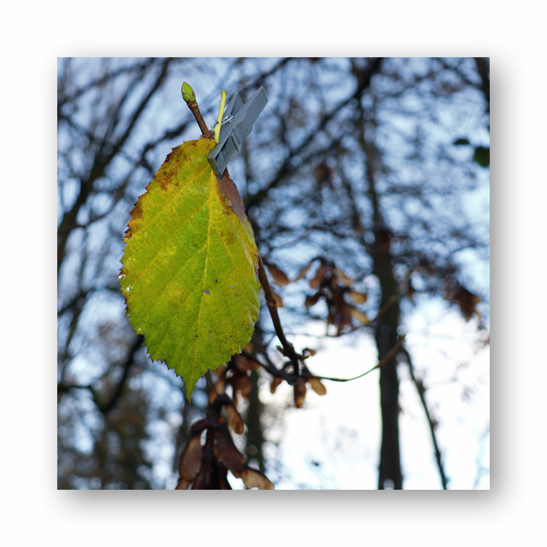 das letzte Blatt