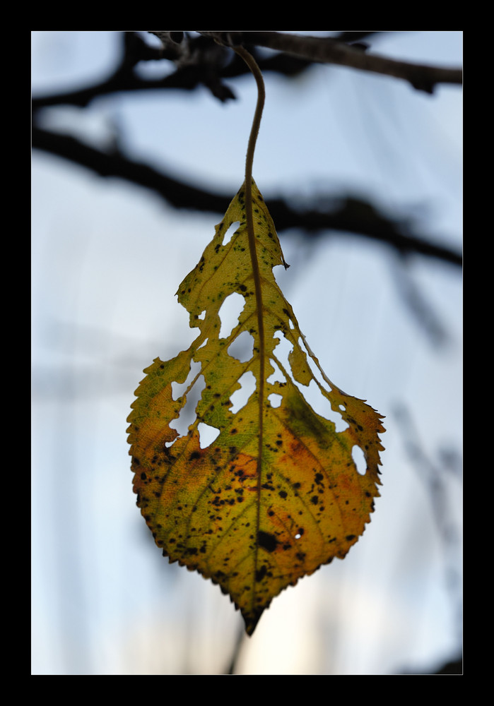 Das letzte Blatt