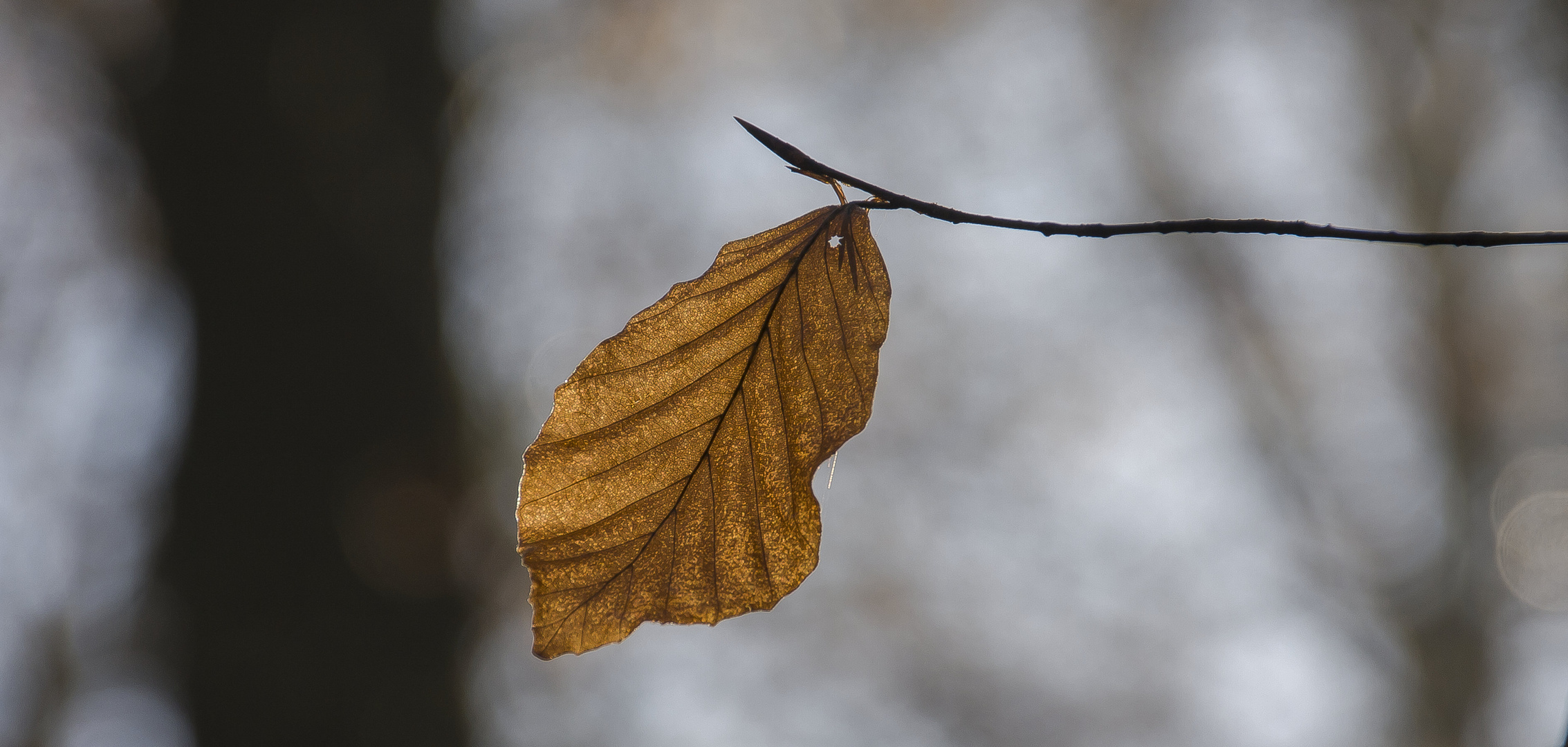 das letzte Blatt...