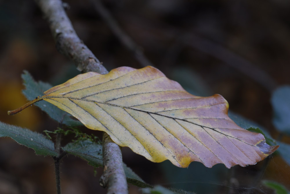 Das letzte Blatt