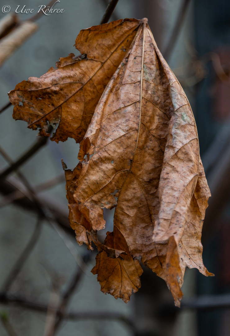 Das letzte Blatt