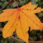 Das letzte Blatt am Amberbaum .