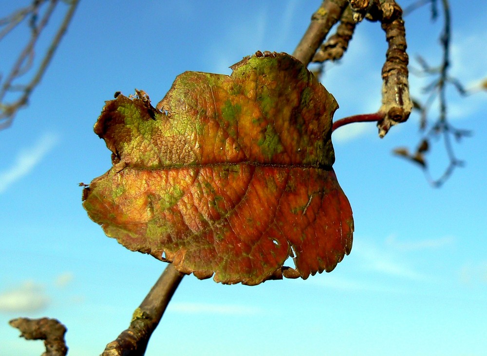 Das letzte Blatt am Apfelbaum