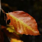 das letzte Blatt am Baum