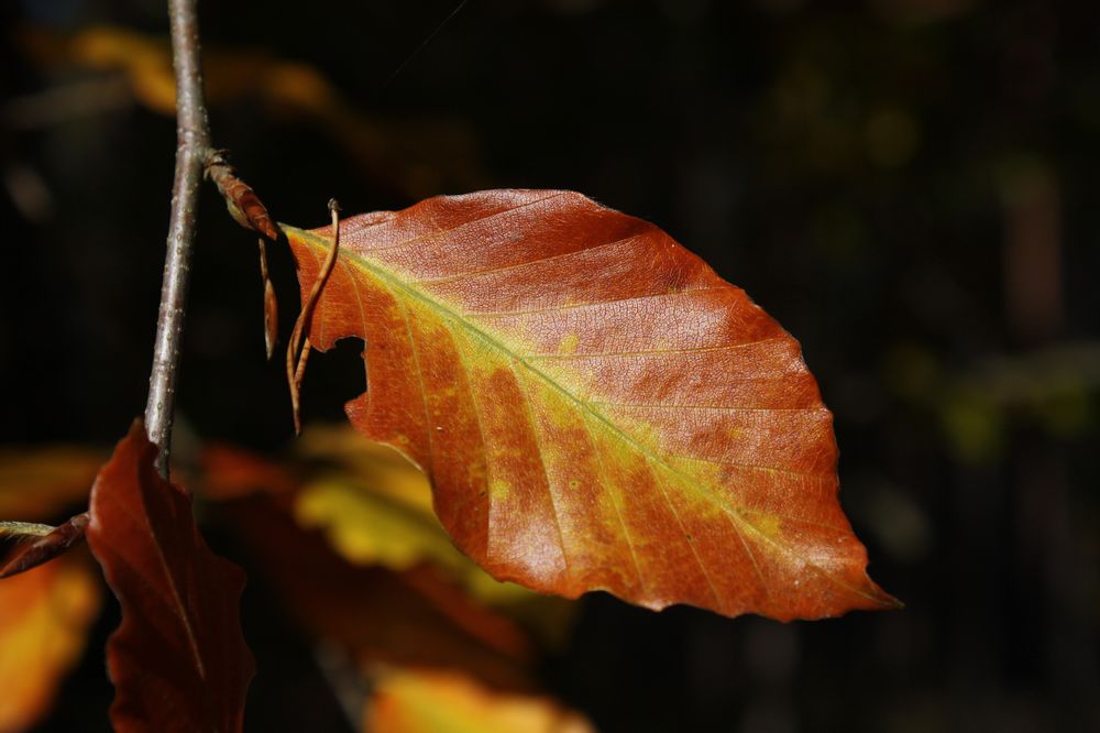 das letzte Blatt am Baum