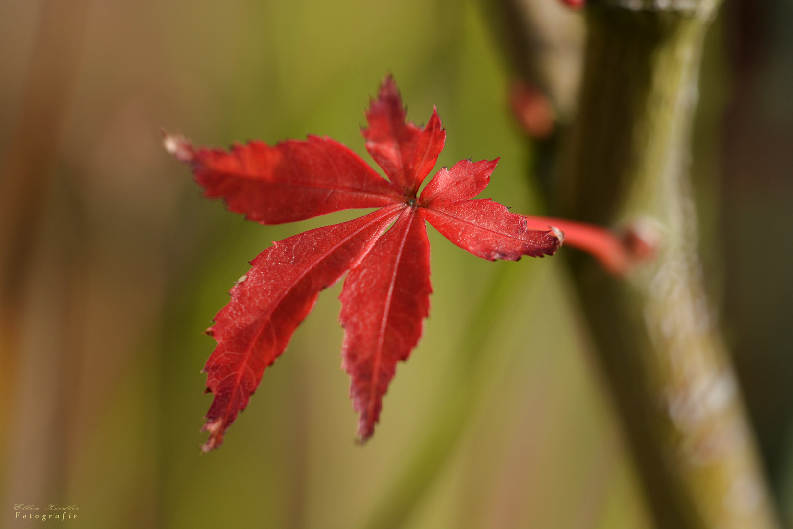 Das letzte Blatt am Baum