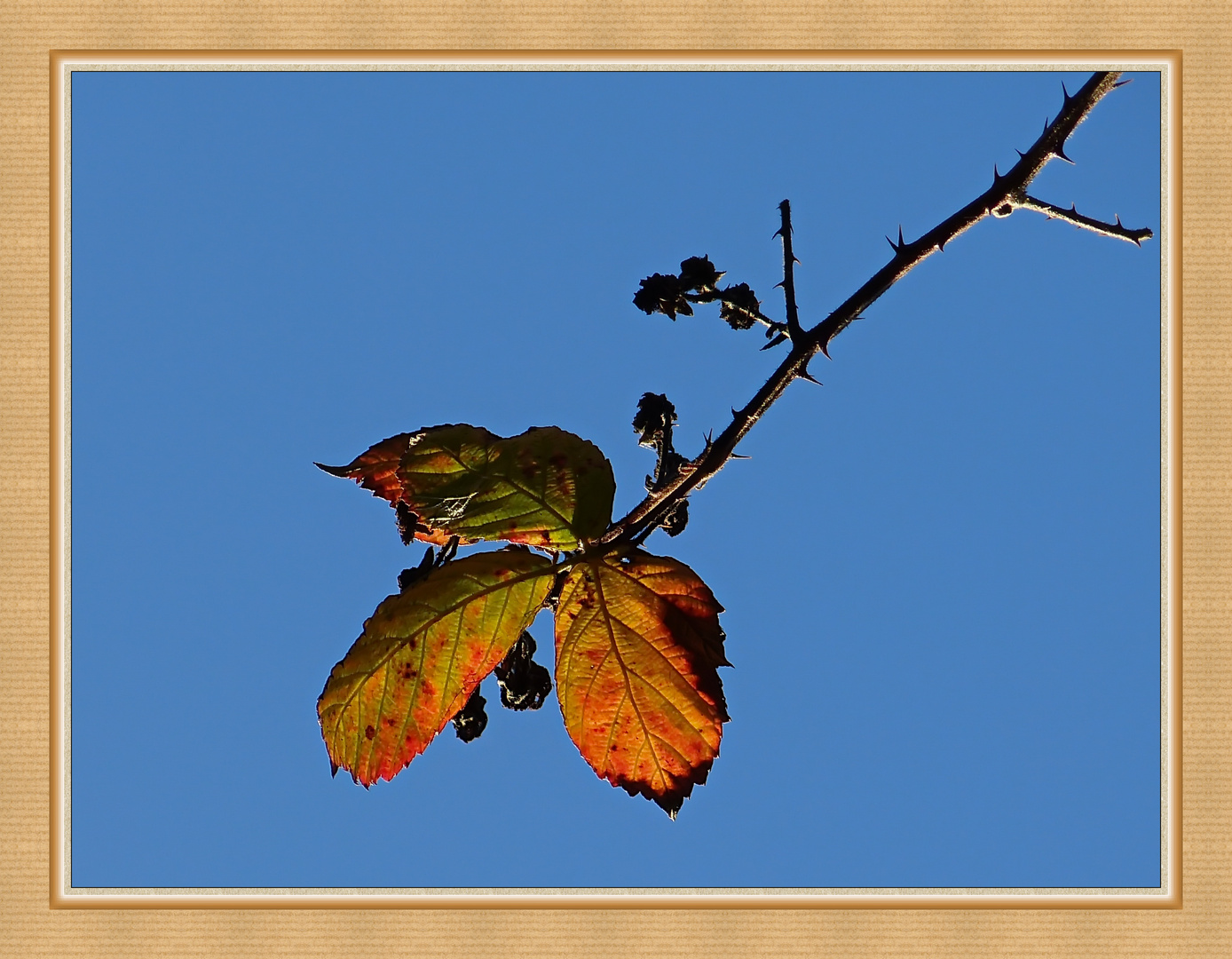 Das letzte Blatt am Baum