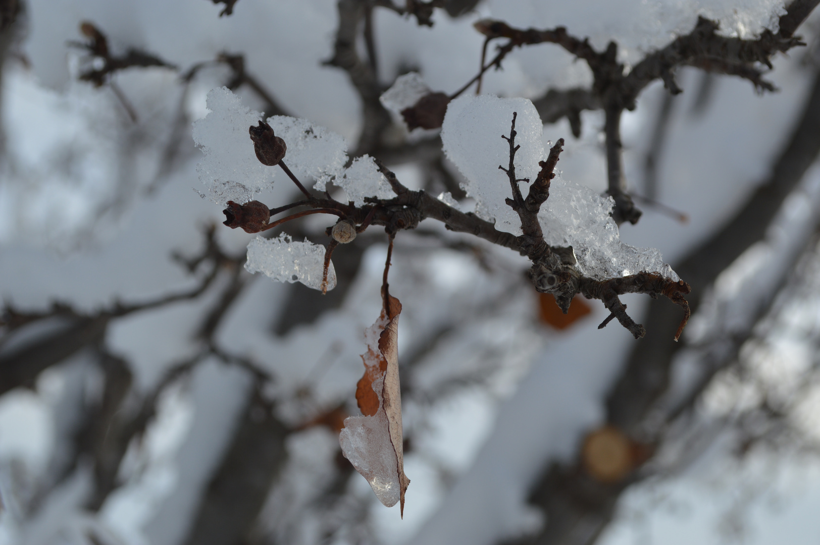 Das letzte Blatt am Baum