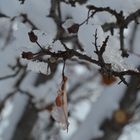 Das letzte Blatt am Baum