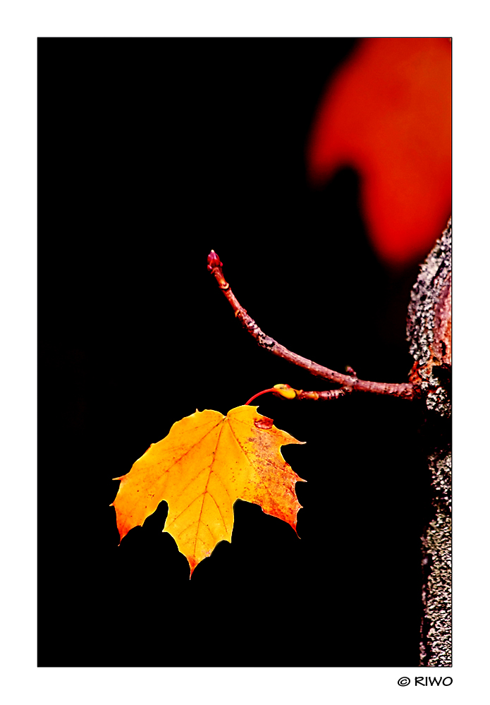 das letzte Blatt an diesem Baum....