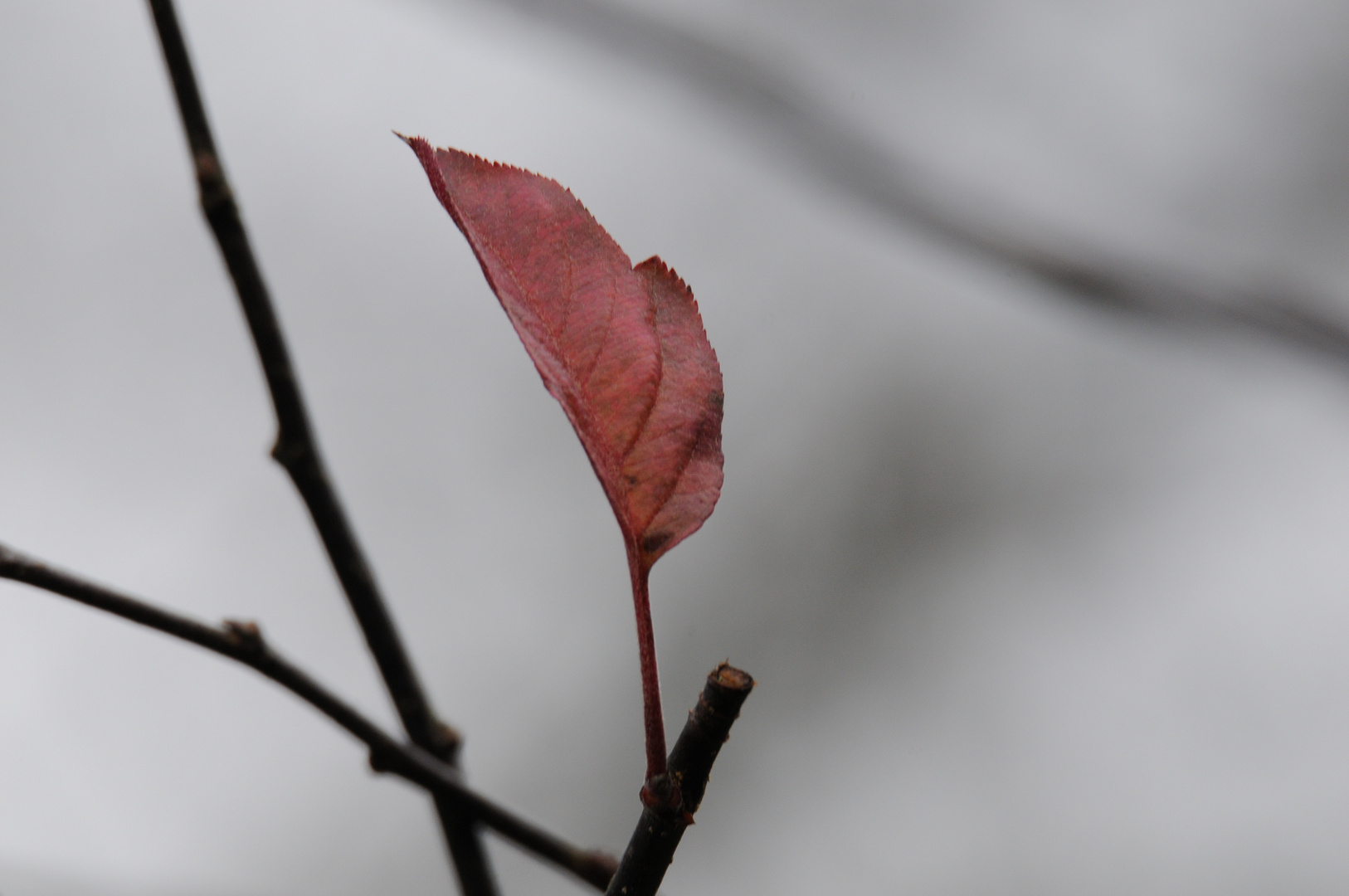 Das letzte Blatt