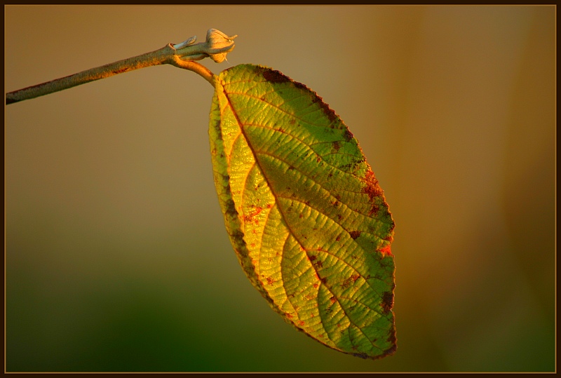 Das letzte Blatt ...