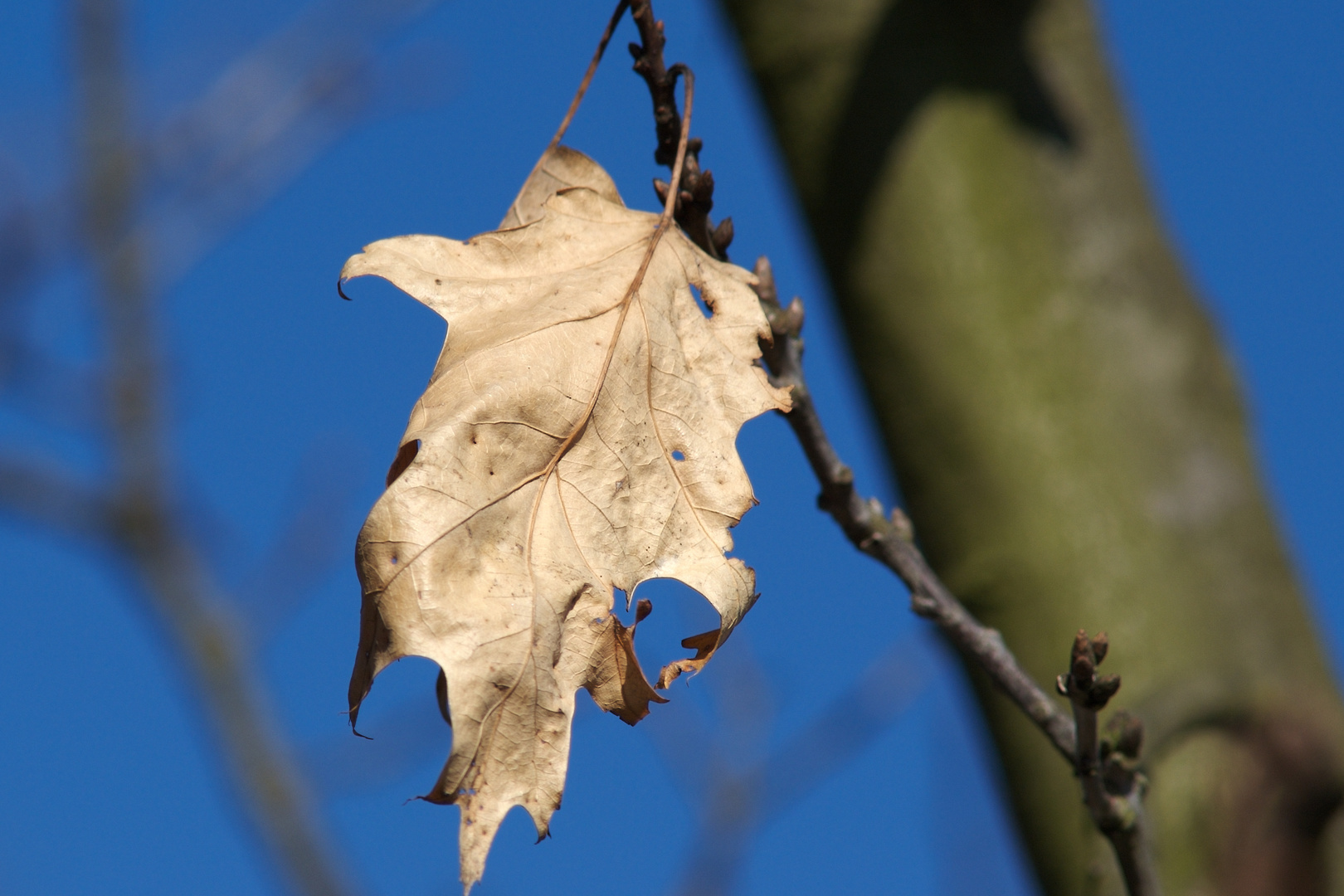 Das letzte Blatt..