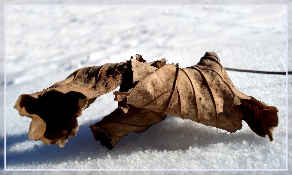 Das letzte Blatt ist gefallen