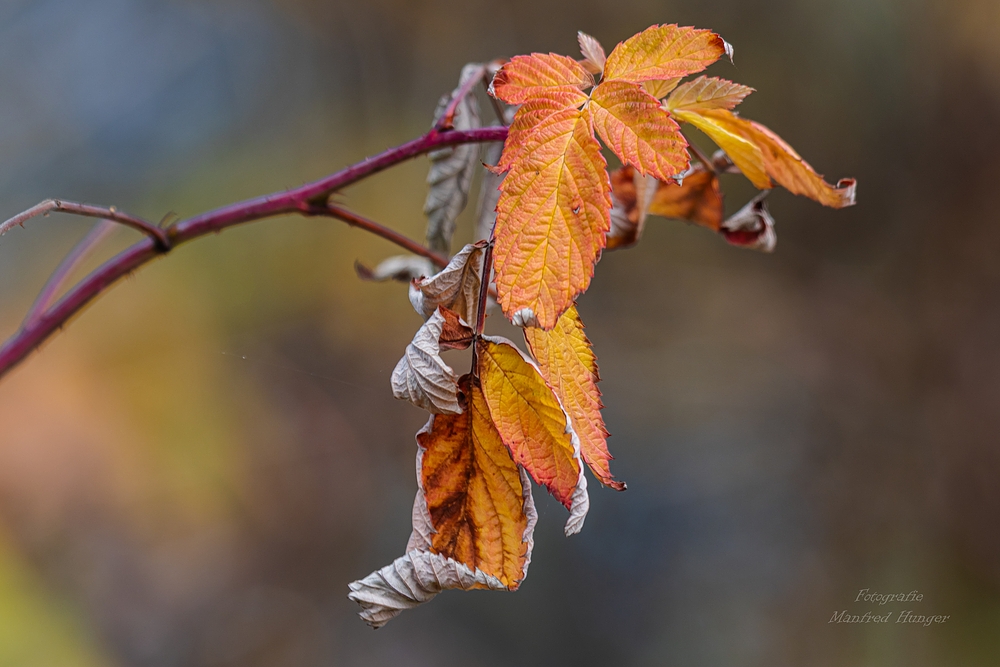 Das letzte Blatt - noch hängt es am Baum