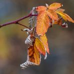 Das letzte Blatt - noch hängt es am Baum