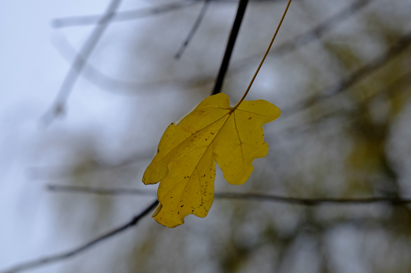 Das letzte Blatt ... und der Wind arbeitet noch daran ...