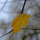 Das letzte Blatt ... und der Wind arbeitet noch daran ...