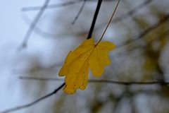 Das letzte Blatt ... und der Wind arbeitet noch daran ...