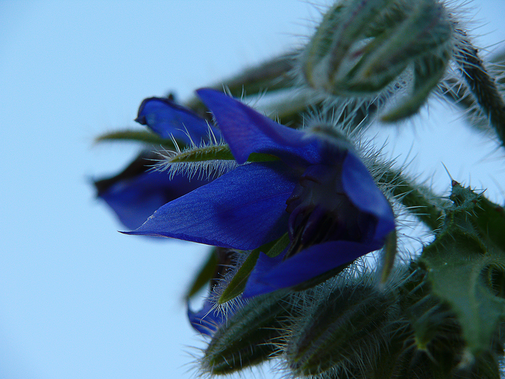 Das letzte Blau...