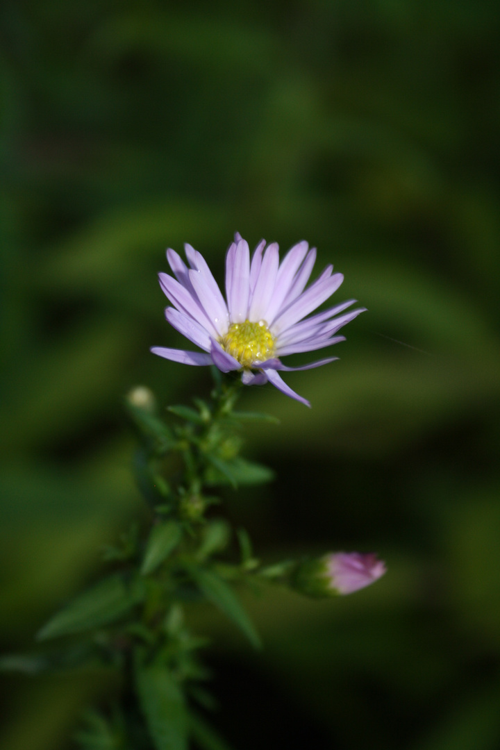 Das letzte Blümchen