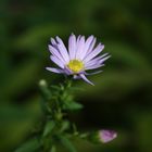 Das letzte Blümchen