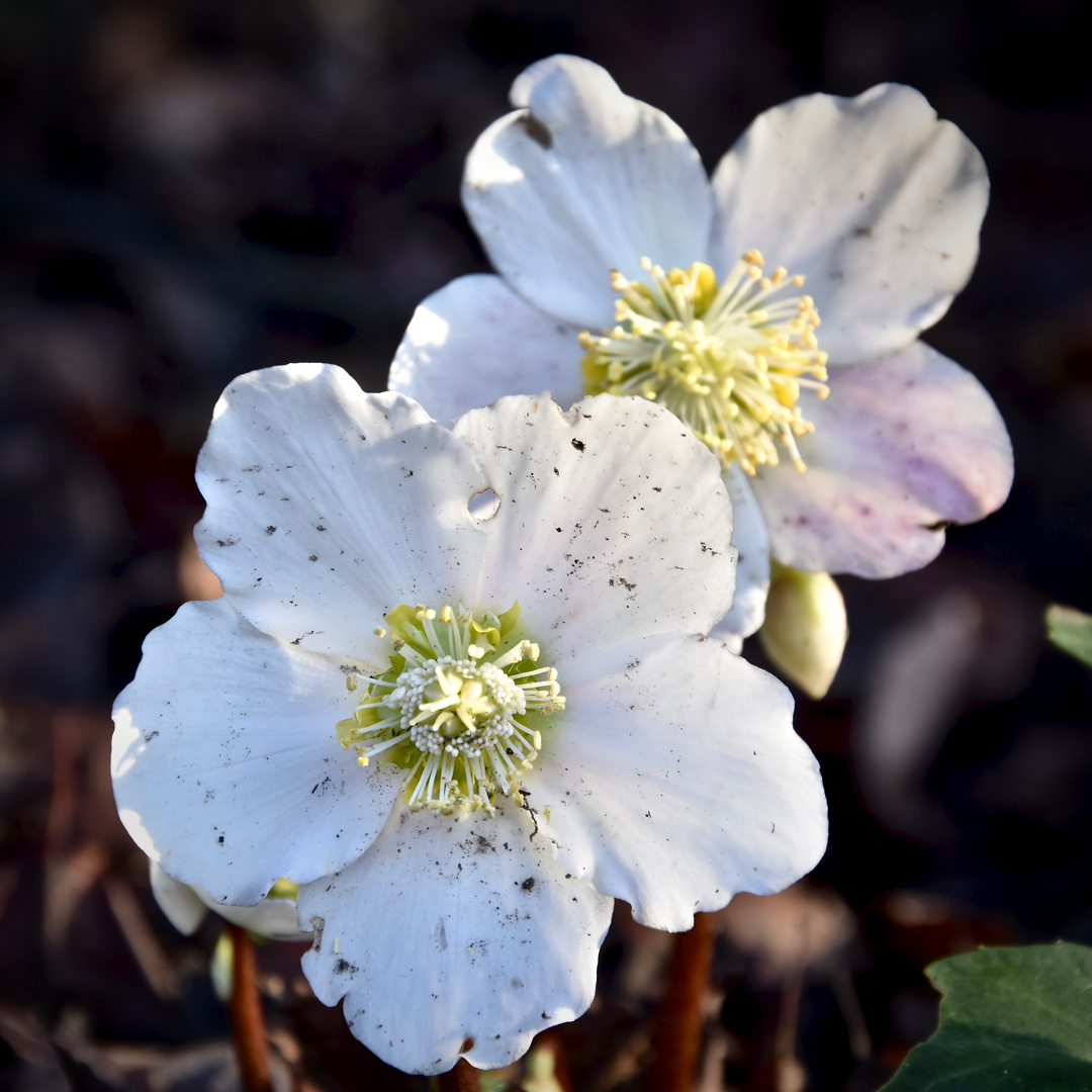 Das letzte Blümchen