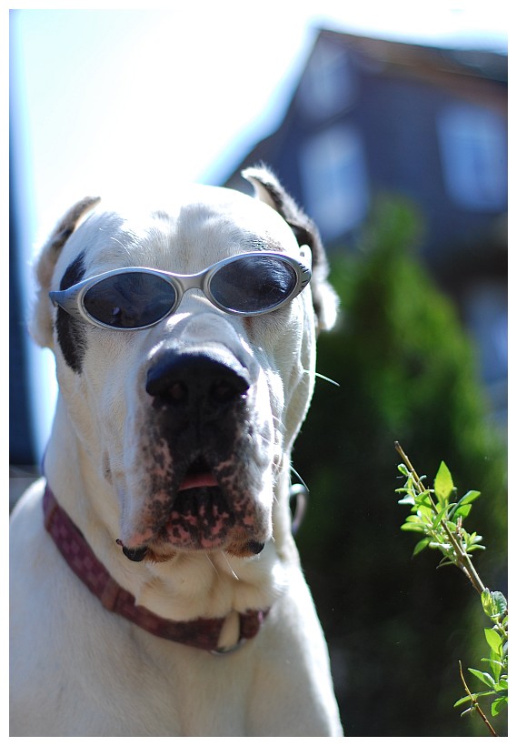 Das letzte Brillenfoto