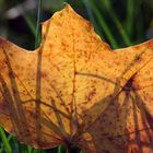 Das letzte bunte Blatt