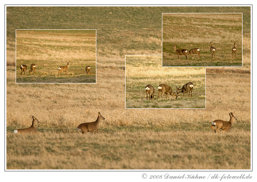 das letzte der rehe