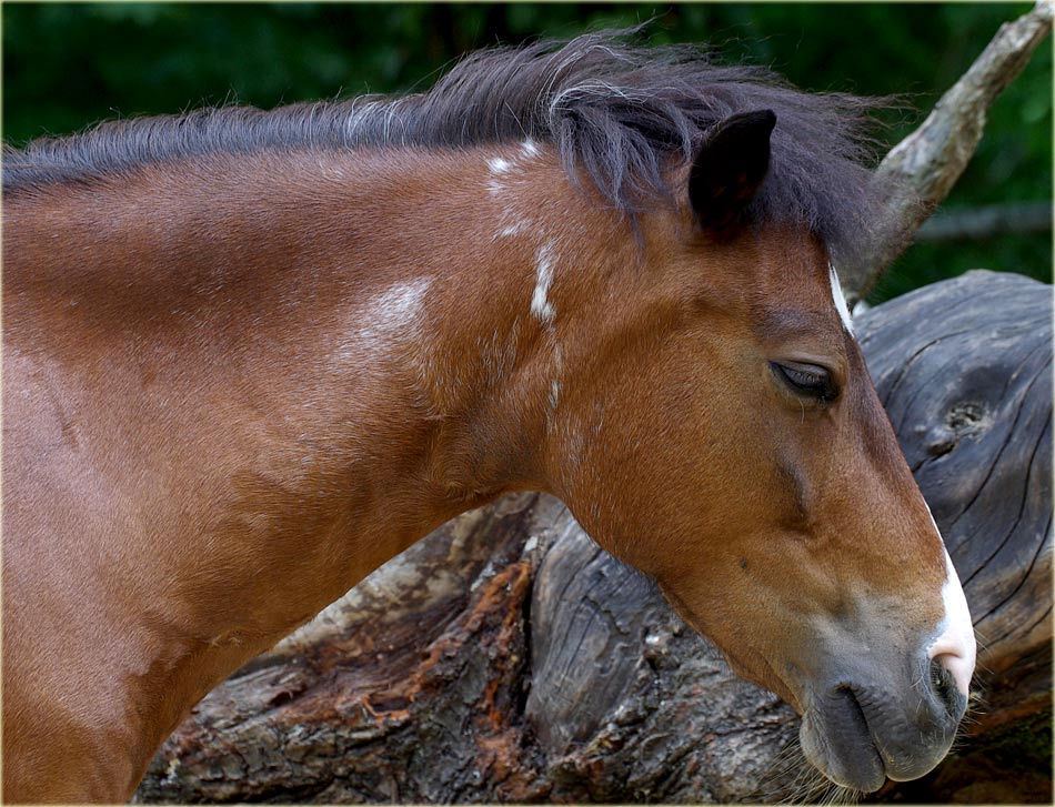 Das letzte Einhorn....