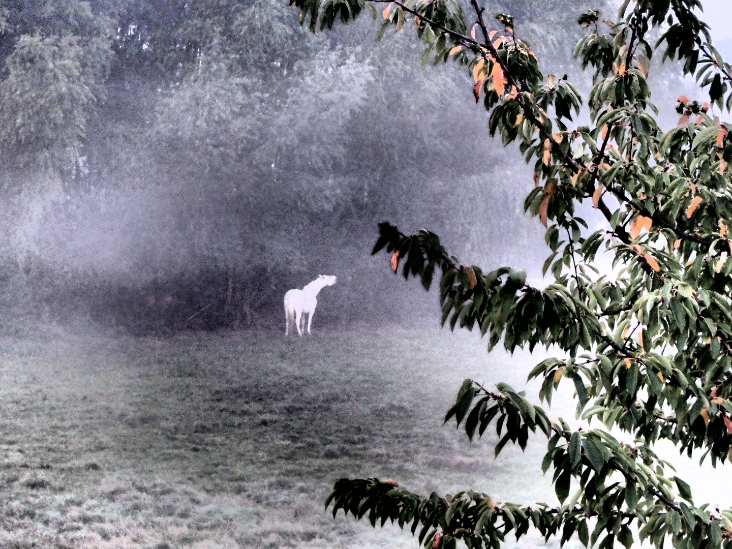 das letzte einhorn