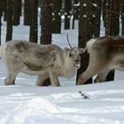 das letzte Einhorn..