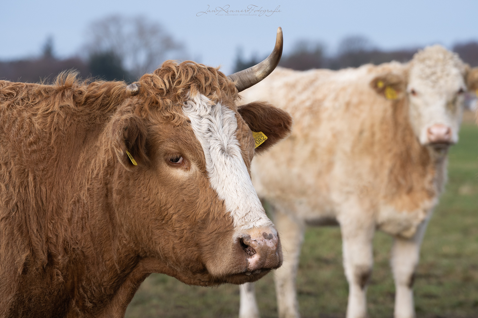 das letzte Einhorn