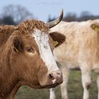 das letzte Einhorn