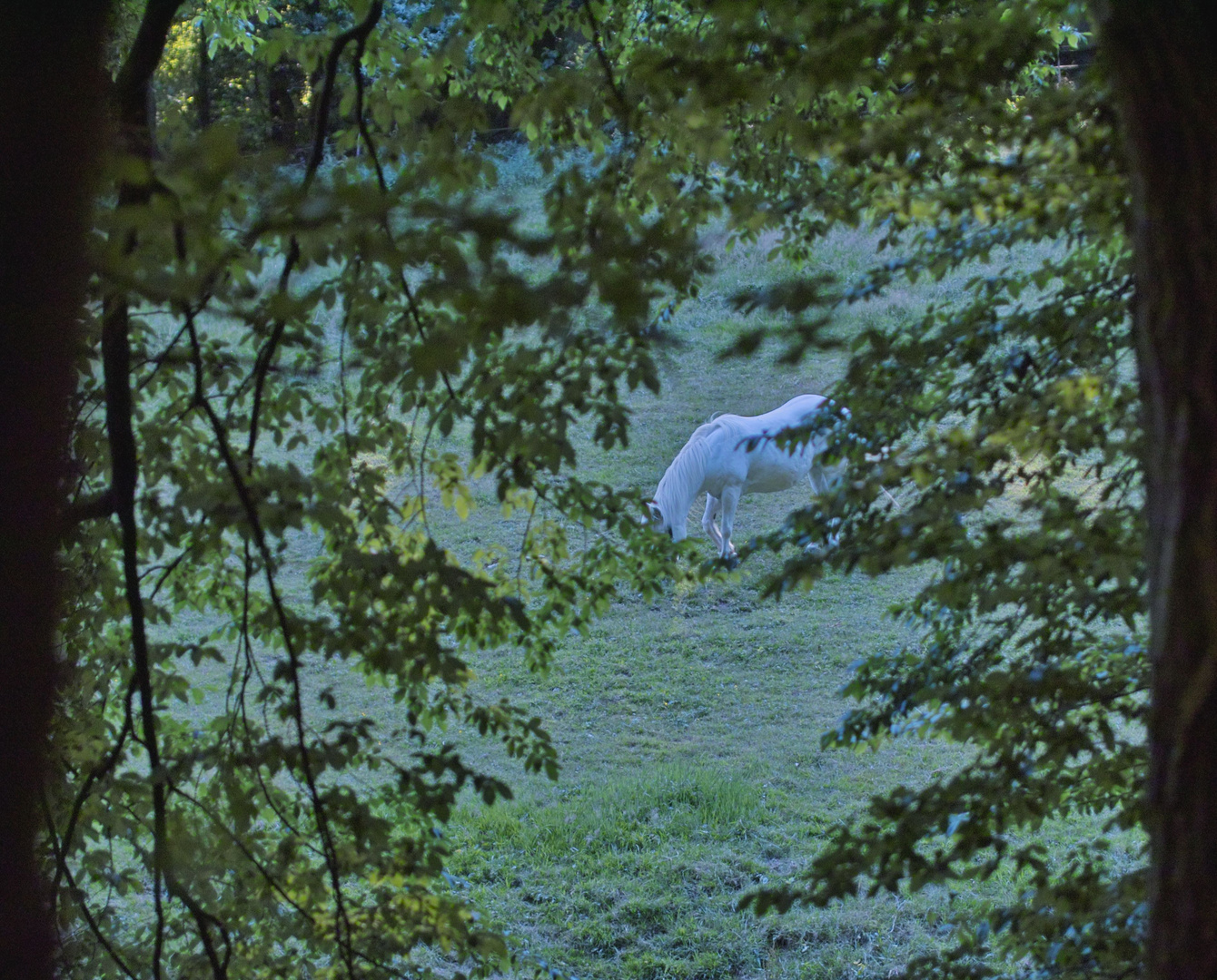 Das letzte Einhorn ......?