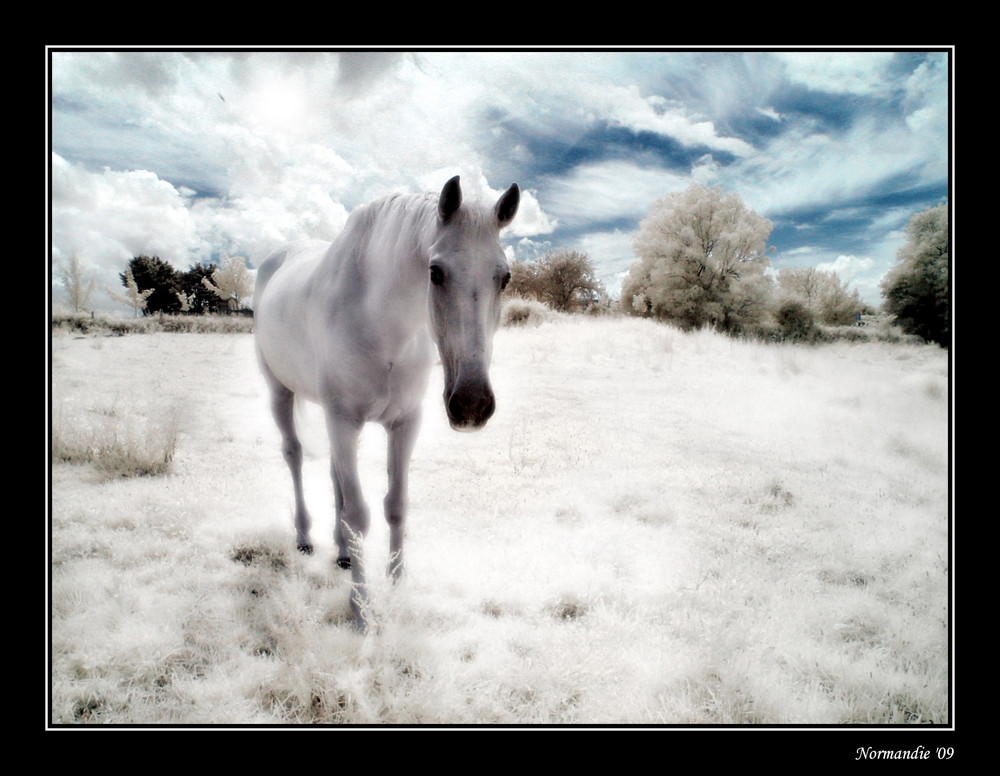 Das letzte Einhorn