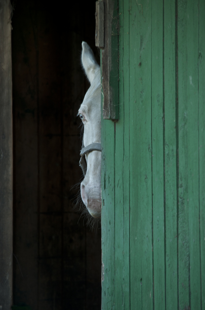 Das letzte Einhorn